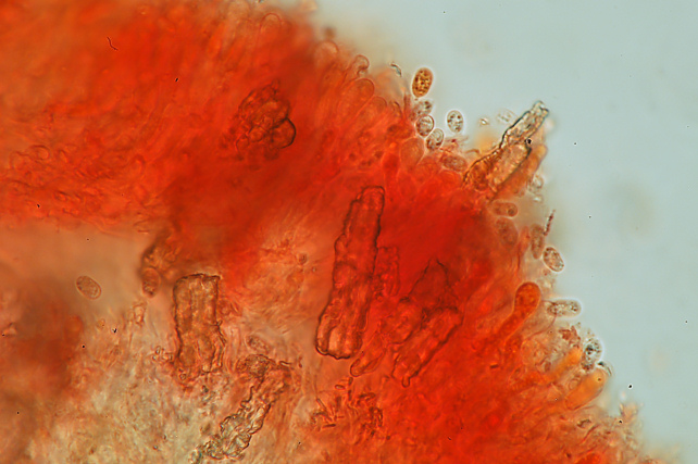 Un corticioide dalla Sicilia (Hyphodermella corrugata)